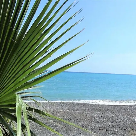 213 Vines * Pissouri